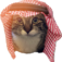 sheikhcat